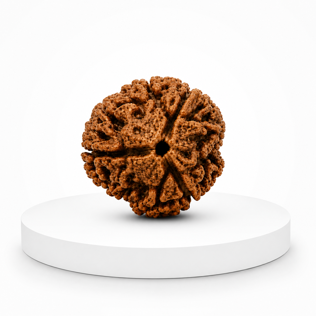 3 Mukhi Rudraksha ( Nepal Origin )